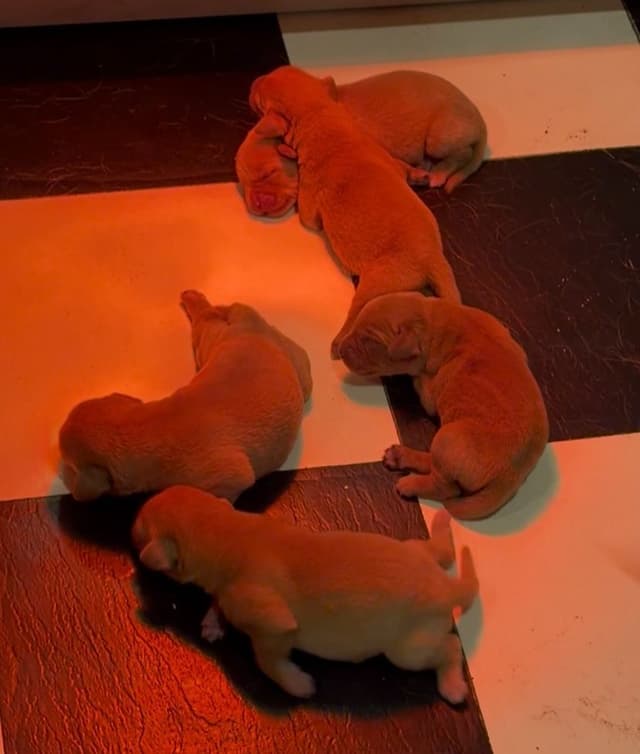 Labrador Retriever Puppies media 3