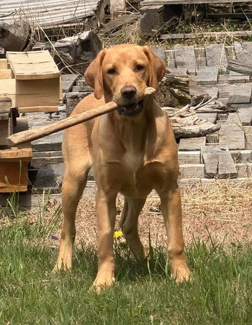 Labrador Retriever Puppies media 12