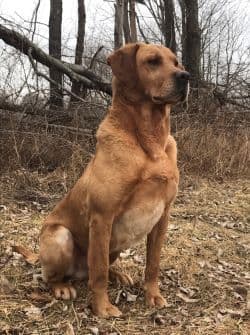 Labrador Retriever Puppies media 4