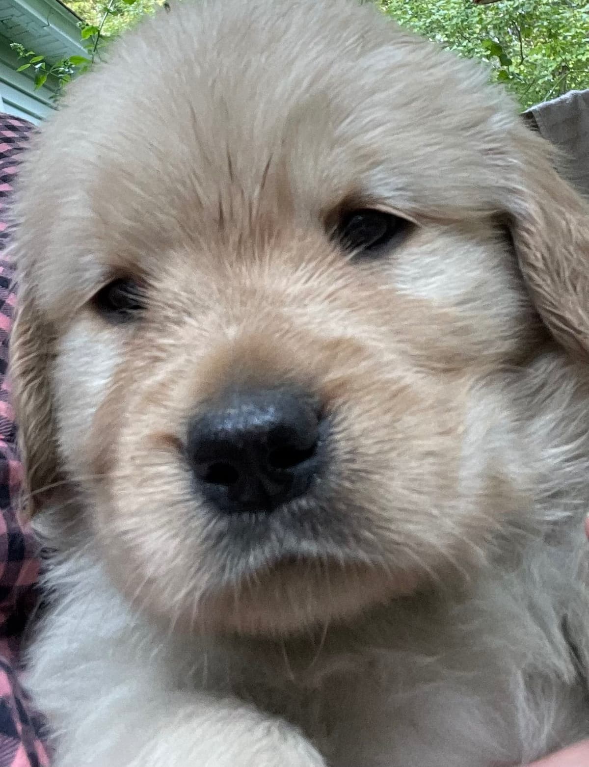 Golden Retriever Puppies Born 4/21/26 1male and 2 females. breeder image 3