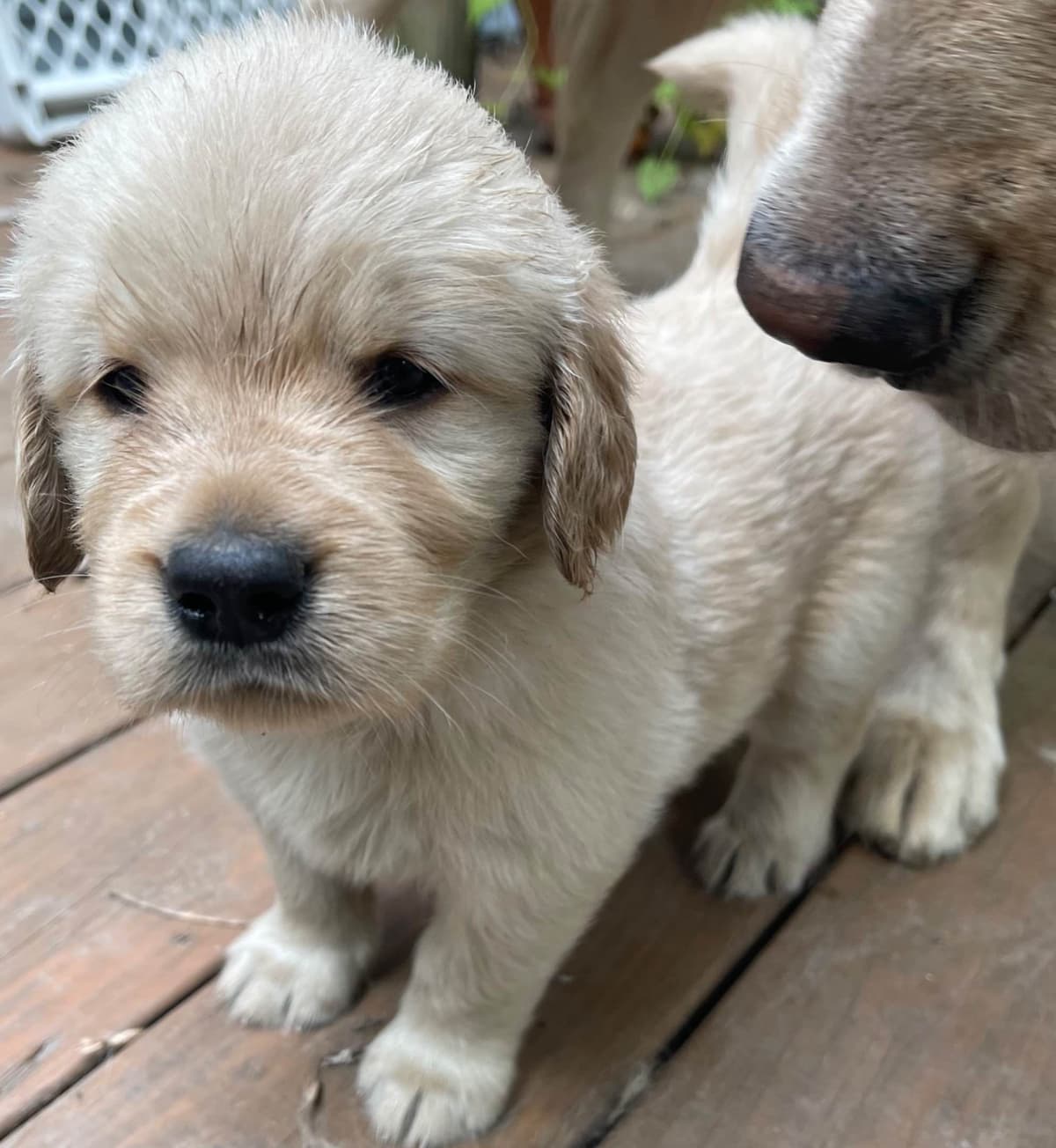 Golden Retriever Puppies Born 4/21/26 1male and 2 females. breeder image 5