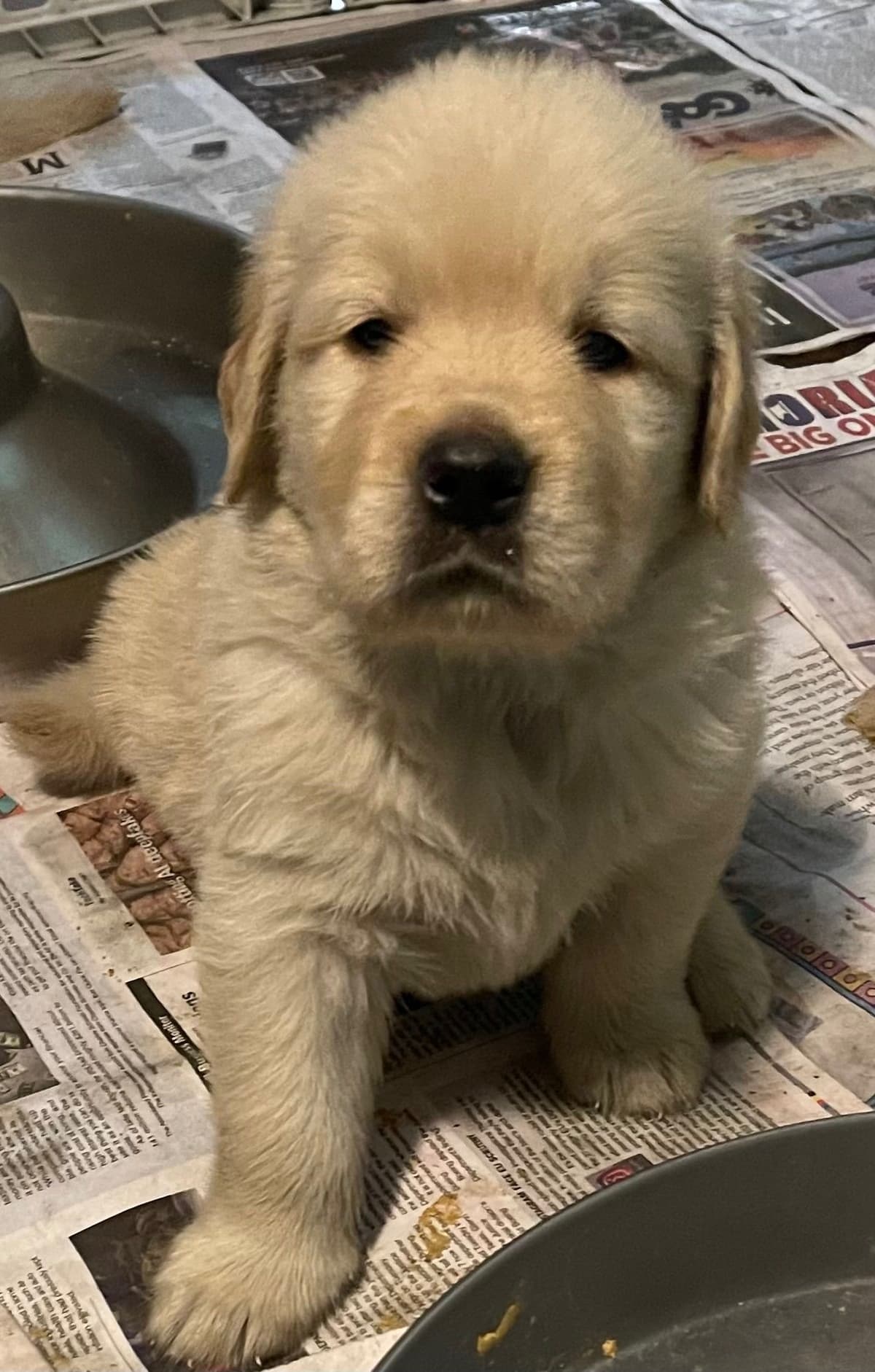 Golden Retriever Puppies Born 4/21/26 1male and 2 females. breeder image 6