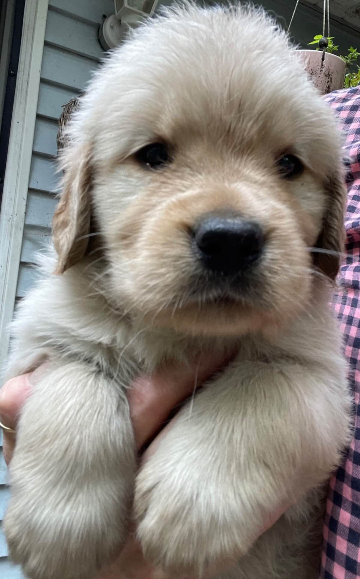 Golden Retriever Puppies Born 4/21/26 1male and 2 females. breeder image 7