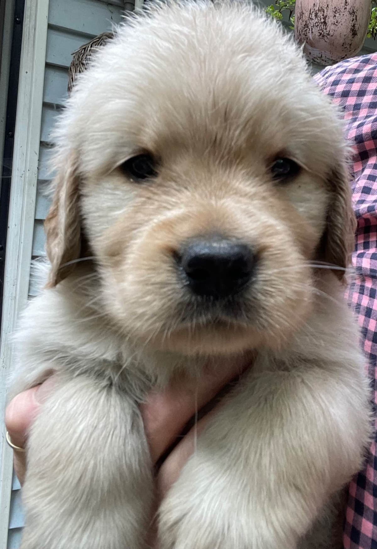 Golden Retriever Puppies Born 4/21/26 1male and 2 females. breeder image 8