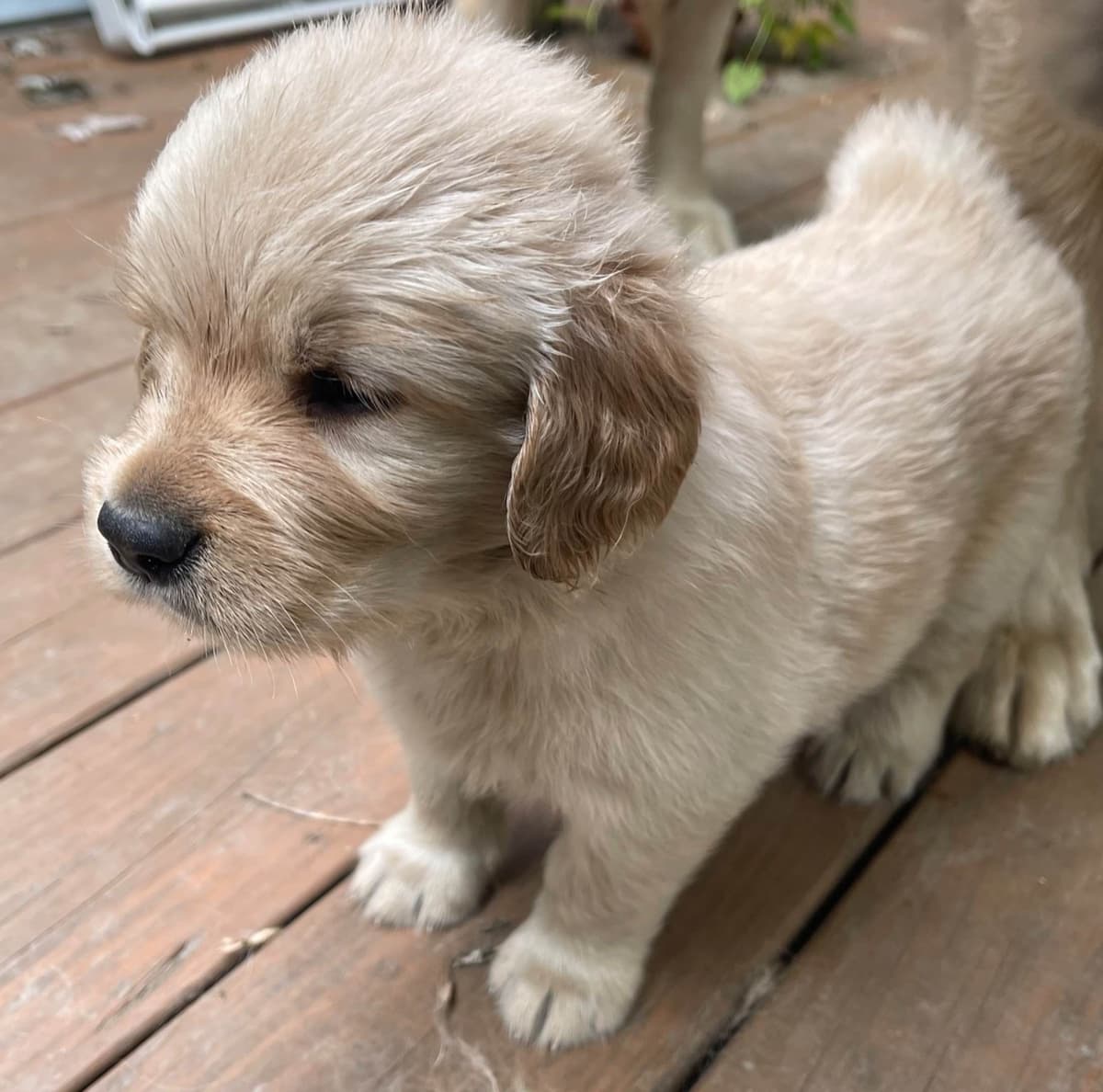 Golden Retriever Puppies Born 4/21/26 1male and 2 females. breeder image 9