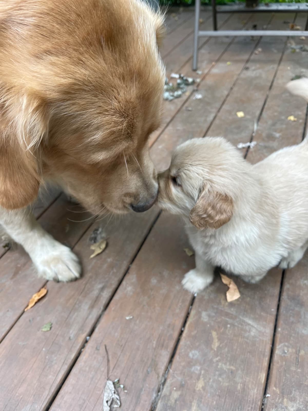 Golden Retriever Puppies Born 4/21/26 1male and 2 females. breeder image 11