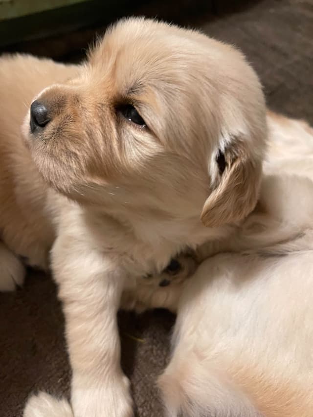 Golden Retriever Puppies Born 4/21/26  1male and 2 females. media 2