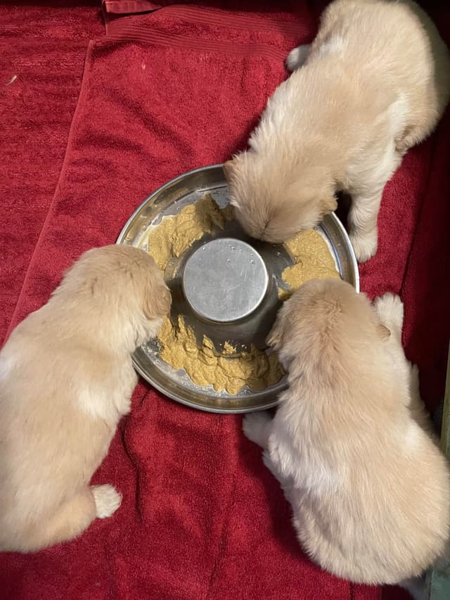 Golden Retriever Puppies Born 4/21/26  1male and 2 females. media 3