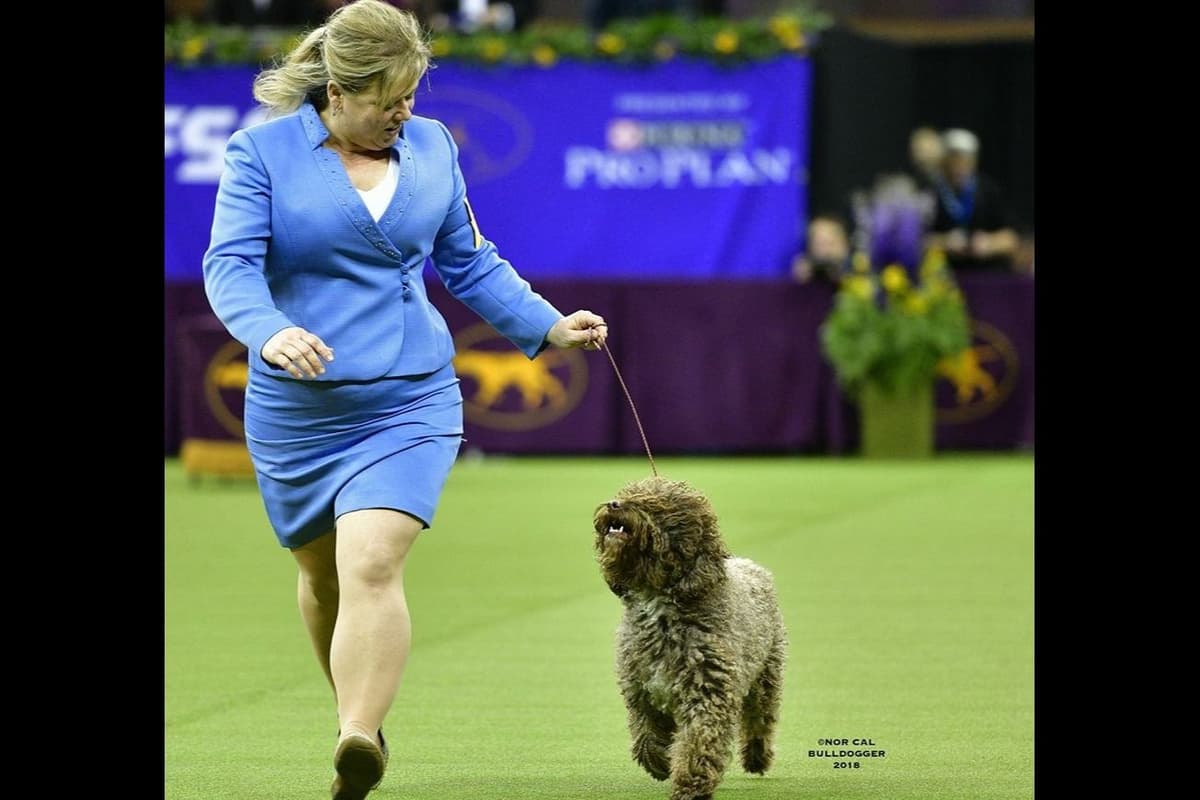 Spanish Water Dog Pups, purposefully bred breeder image 1