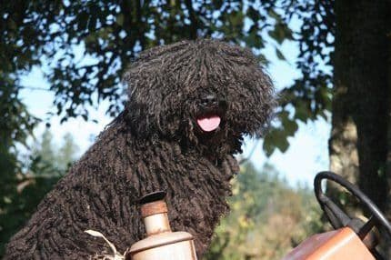 Spanish Water Dog Pups, purposefully bred breeder image 2