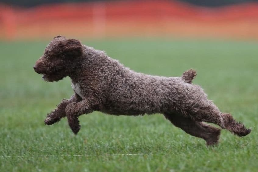 Spanish Water Dog Pups, purposefully bred breeder image 3
