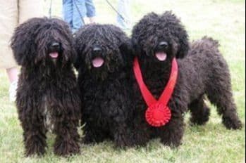 Spanish Water Dog Pups, purposefully bred breeder image 4