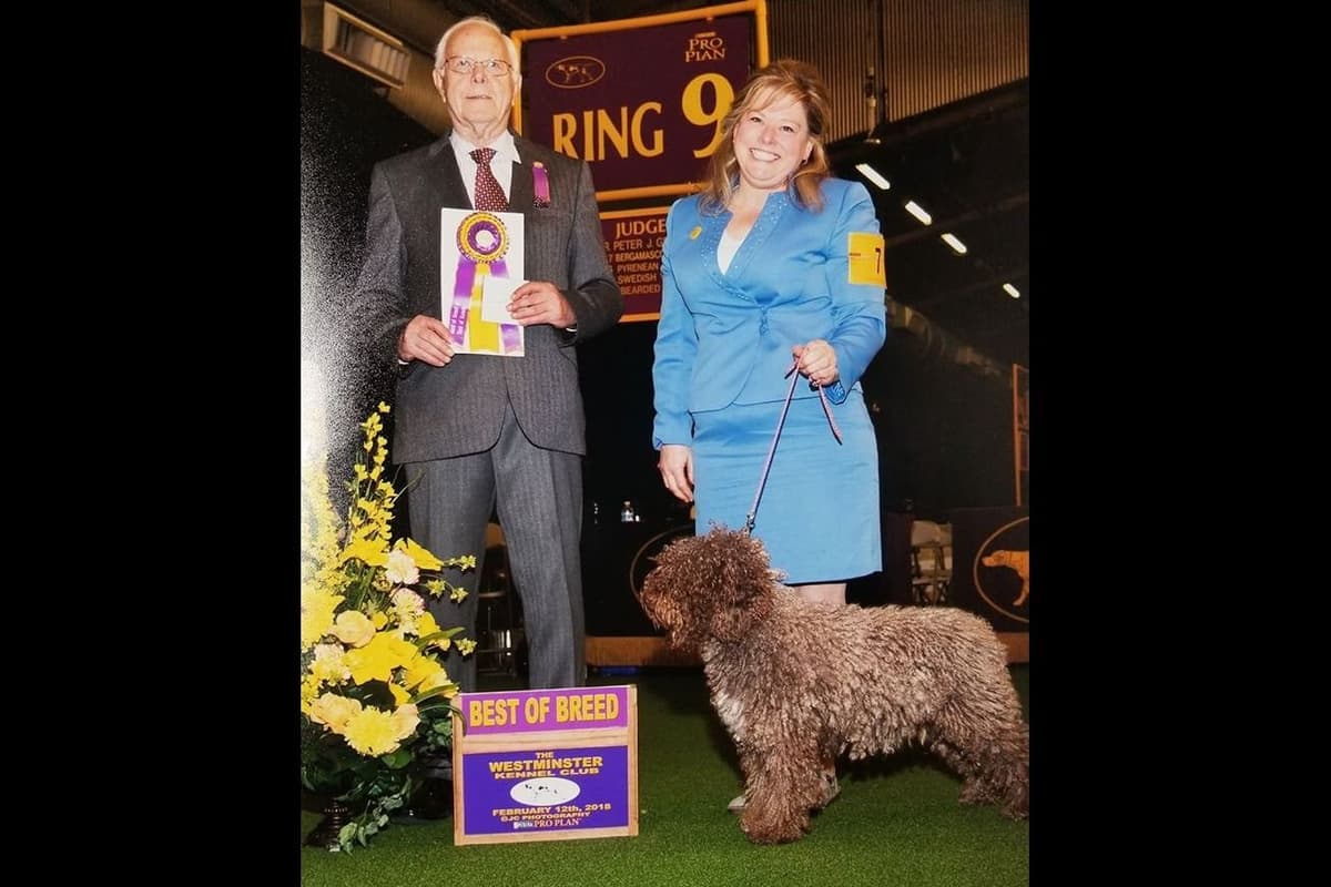 Spanish Water Dog Pups, purposefully bred breeder image 7