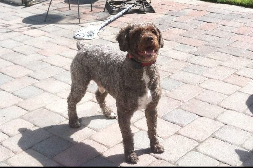 Spanish Water Dog Pups, purposefully bred breeder image 8