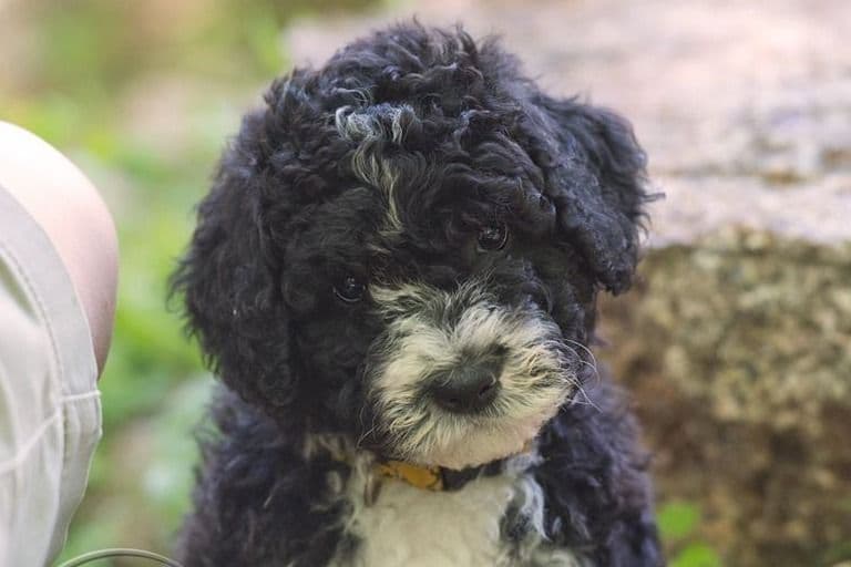 Spanish Water Dog Pups, purposefully bred breeder image 9
