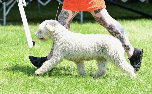Spanish Water Dog Pups, purposefully bred media 3