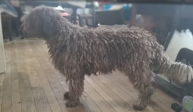 Spanish Water Dog Pups, purposefully bred media 4