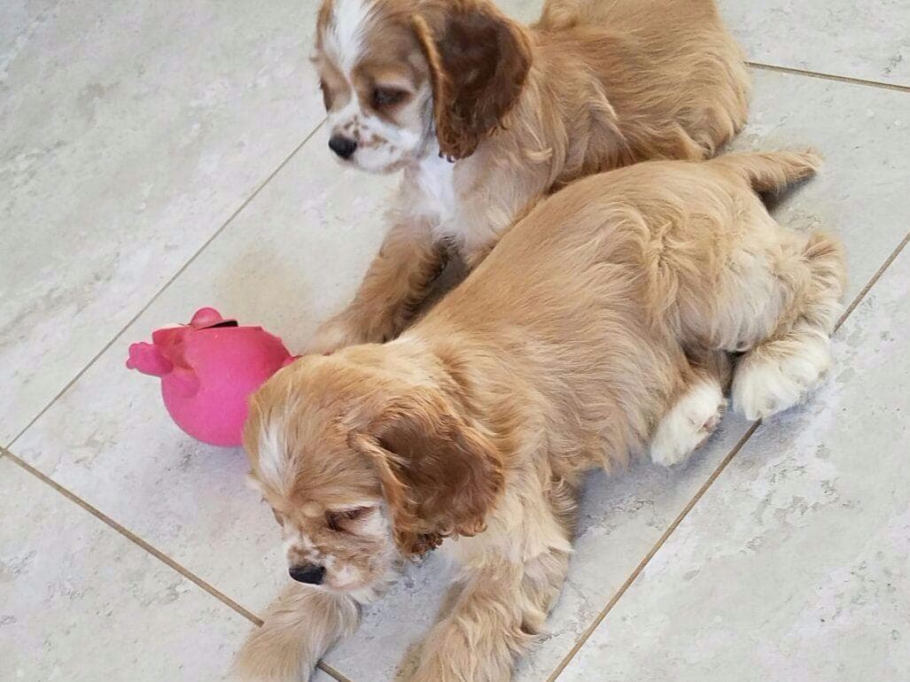 Cocker Spaniel Puppies breeder image 13