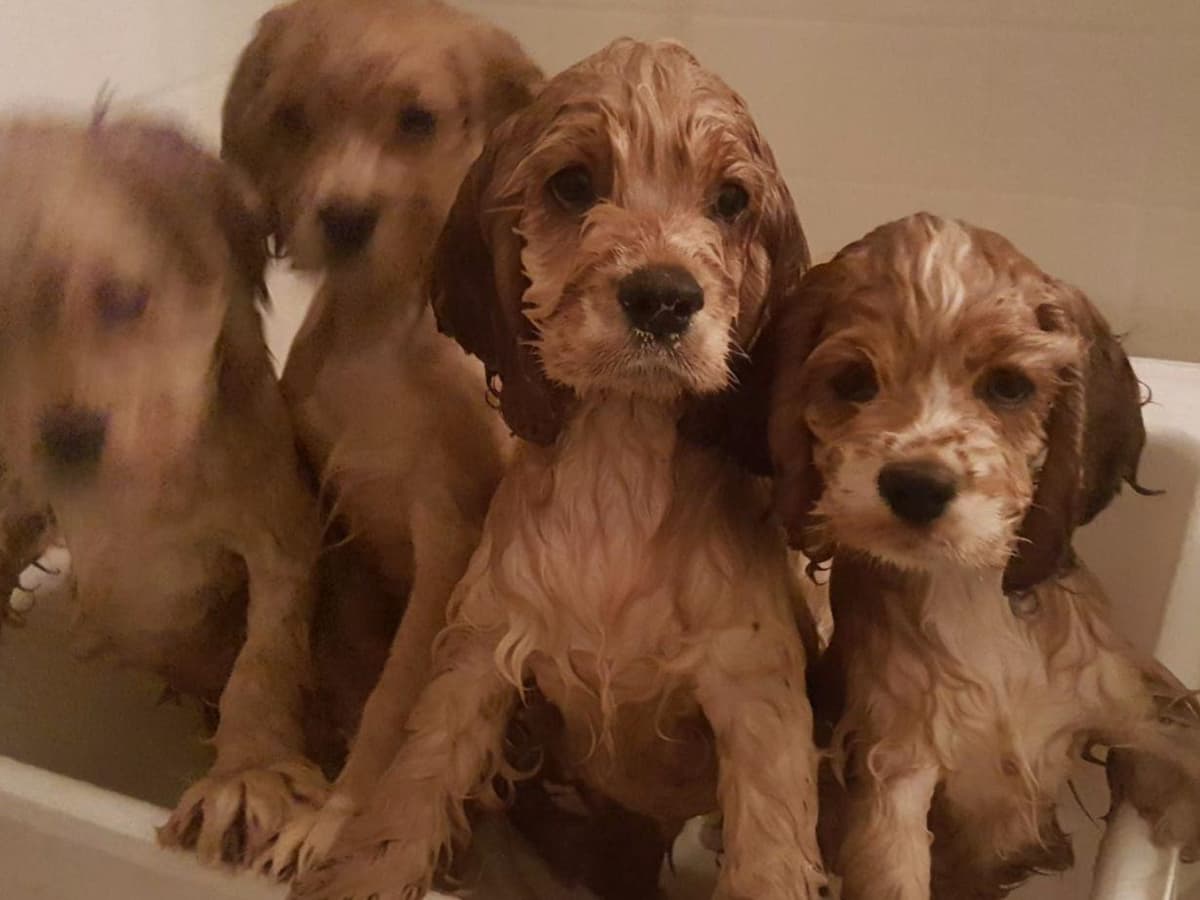 Cocker Spaniel Puppies breeder image 26