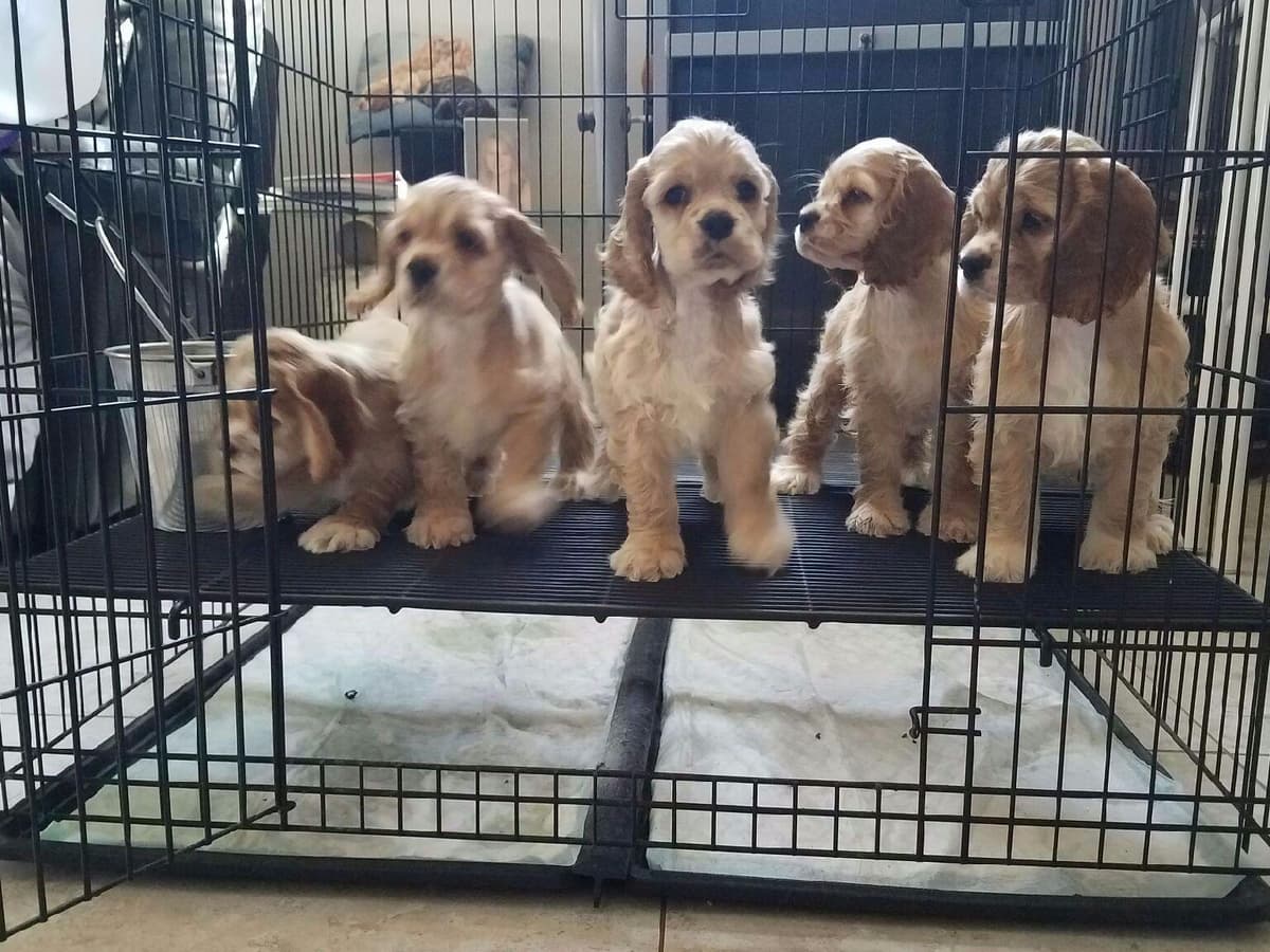 Cocker Spaniel Puppies breeder image 27