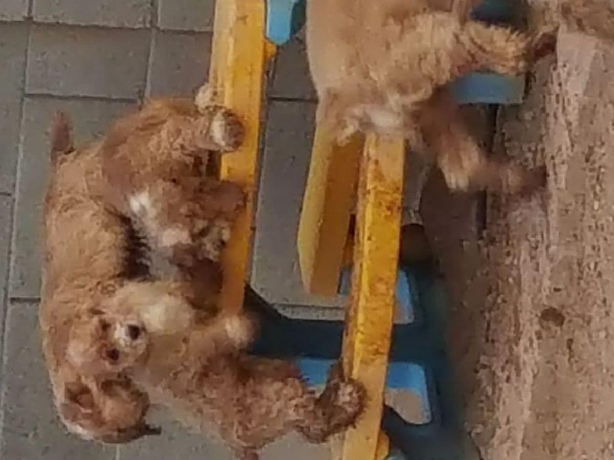 Cocker Spaniel Puppies breeder image 28