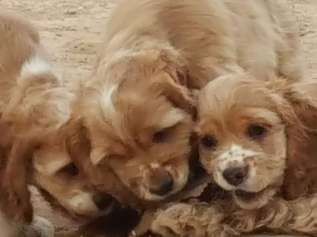 Cocker Spaniel Puppies breeder image 29