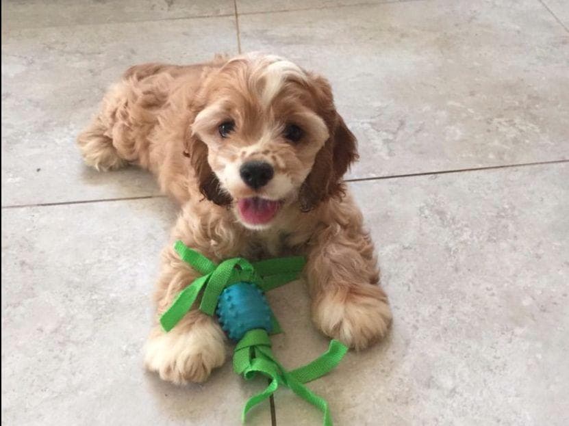 Cocker Spaniel Puppies breeder image 30