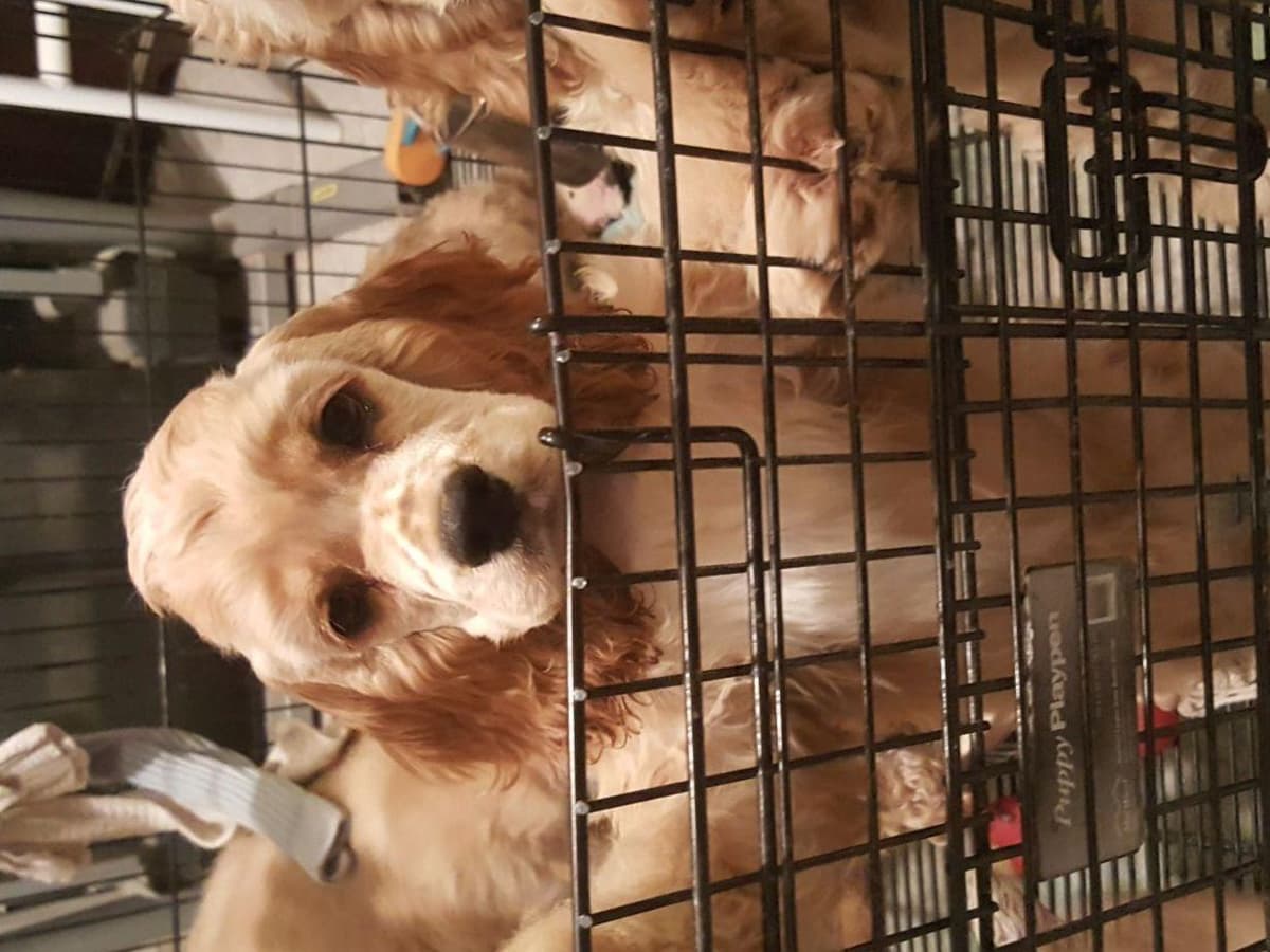 Cocker Spaniel Puppies breeder image 31
