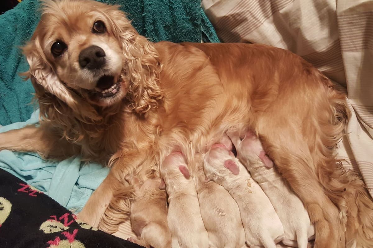 Cocker Spaniel Puppies breeder image 25