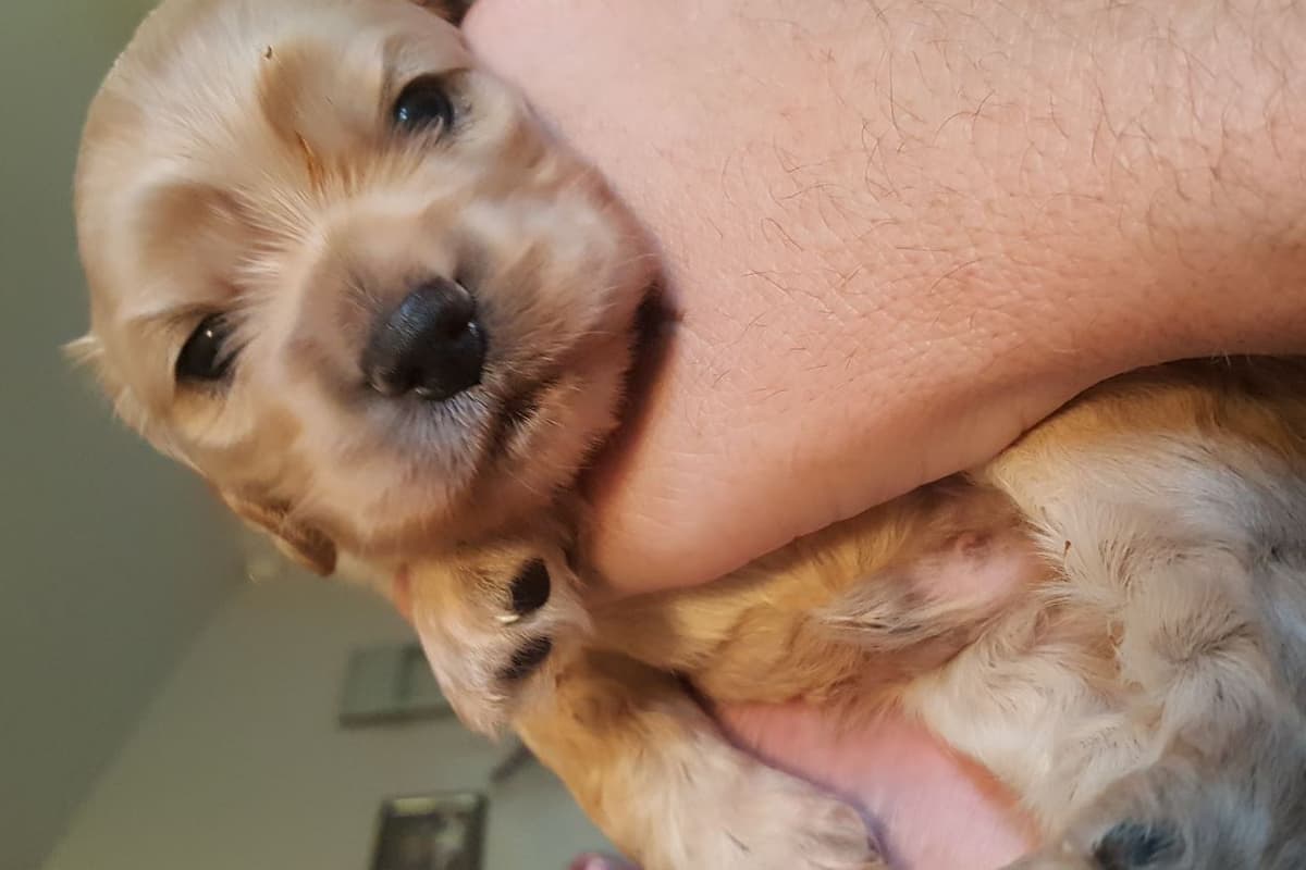 Cocker Spaniel Puppies breeder image 24
