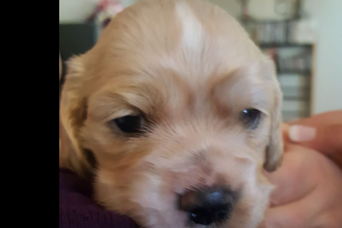Cocker Spaniel Puppies breeder image 23