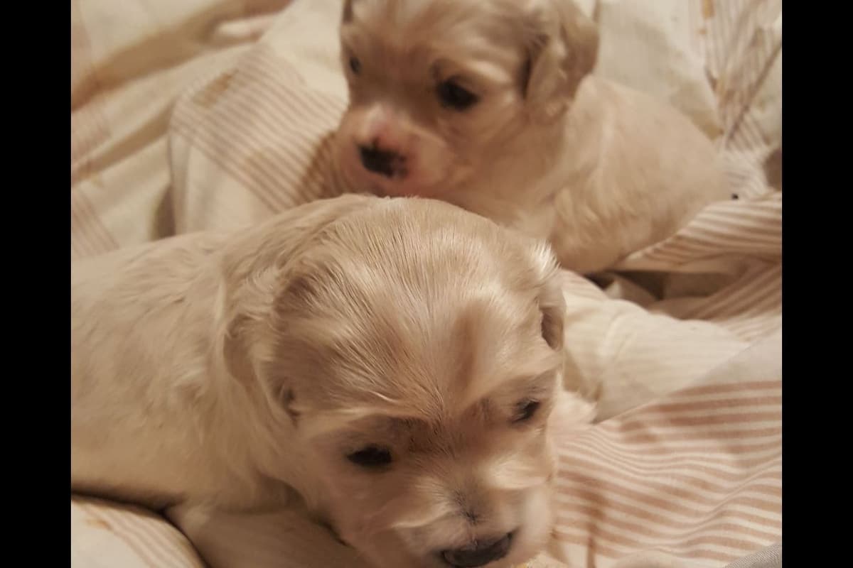 Cocker Spaniel Puppies breeder image 22