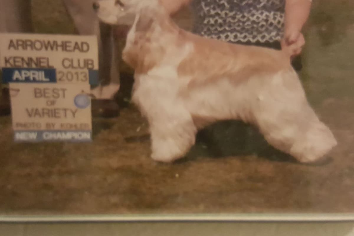 Cocker Spaniel Puppies breeder image 21