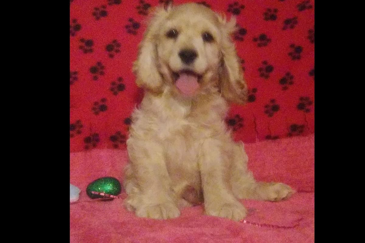 Cocker Spaniel Puppies breeder image 3