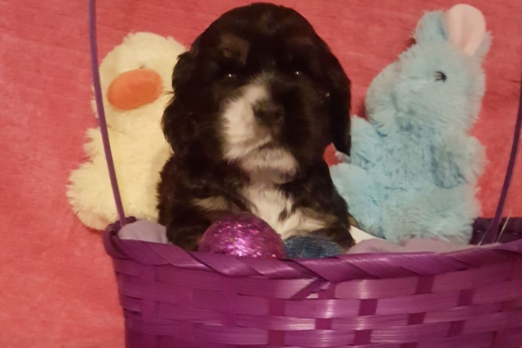 Cocker Spaniel Puppies breeder image 18