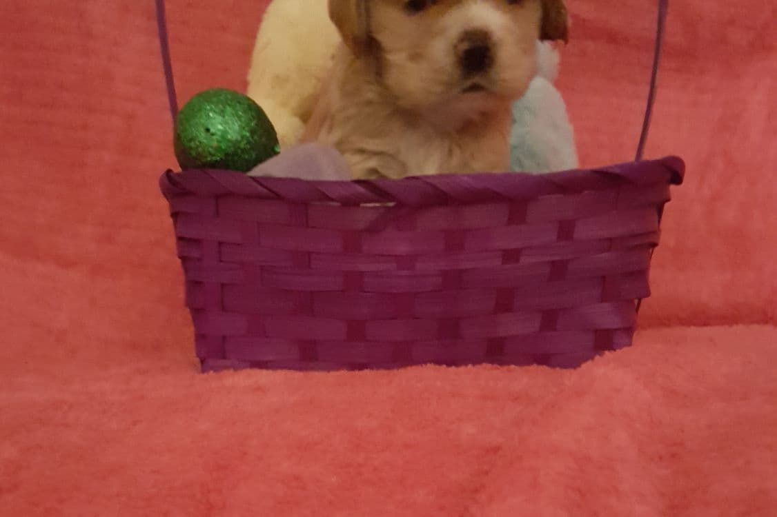Cocker Spaniel Puppies breeder image 17
