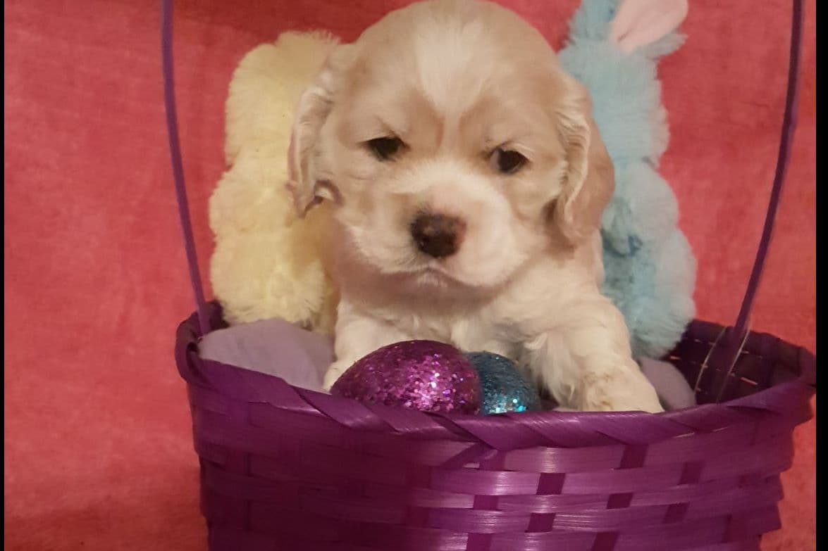 Cocker Spaniel Puppies breeder image 16