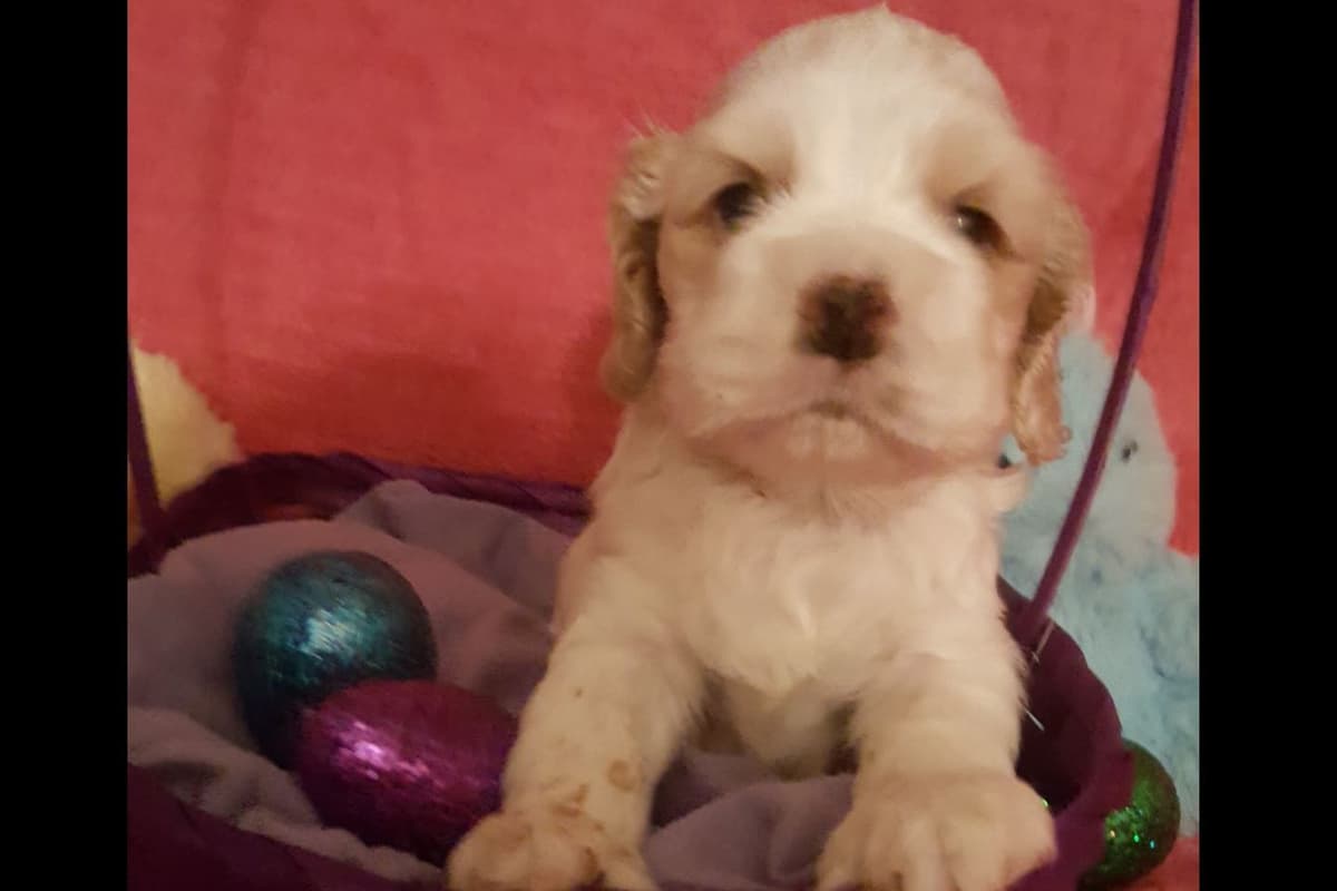 Cocker Spaniel Puppies breeder image 15