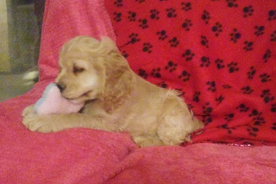 Cocker Spaniel Puppies breeder image 14