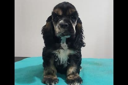 Cocker Spaniel Puppies breeder image 12