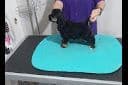 Cocker Spaniel Puppies breeder image 11