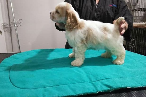 Cocker Spaniel Puppies breeder image 8