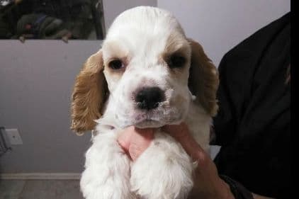 Cocker Spaniel Puppies breeder image 7