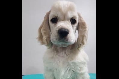Cocker Spaniel Puppies breeder image 6