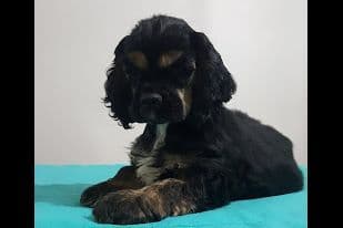 Cocker Spaniel Puppies breeder image 5