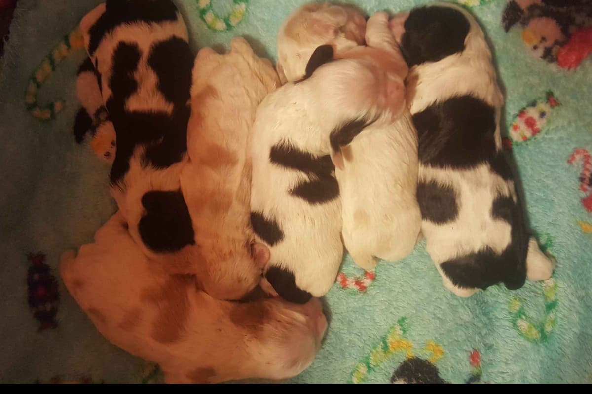 Cocker Spaniel Puppies breeder image 2