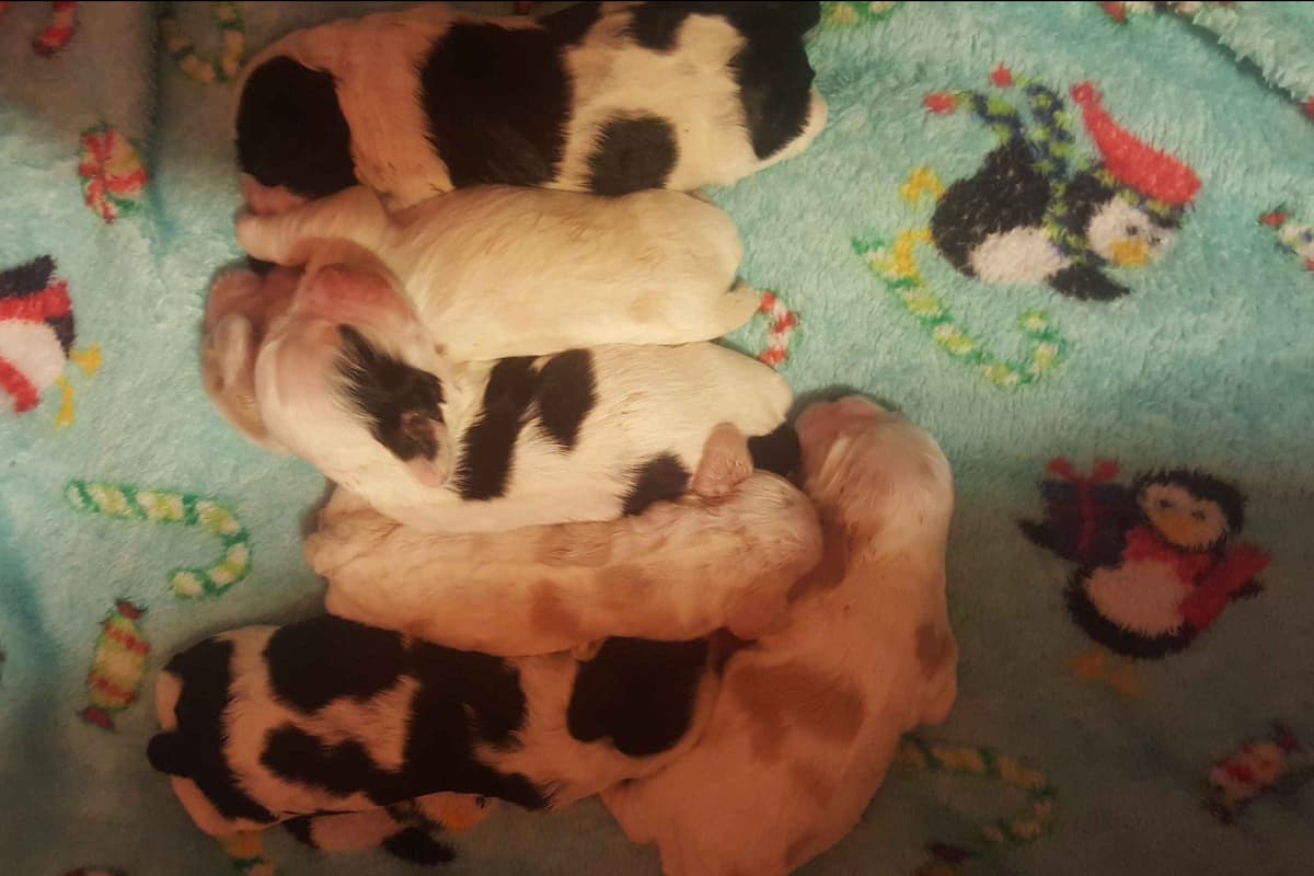 Cocker Spaniel Puppies breeder image 34