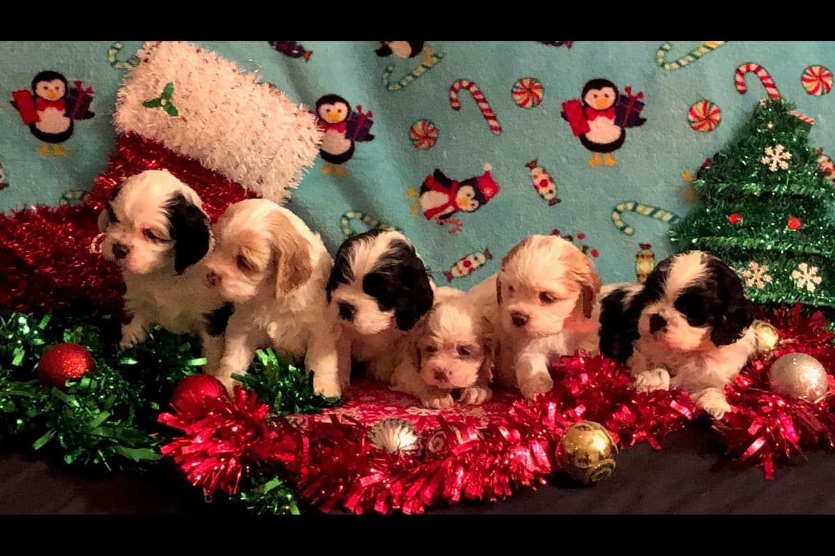 Cocker Spaniel Puppies breeder image 1