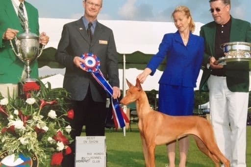 Pharaoh Hound Puppies breeder image 1