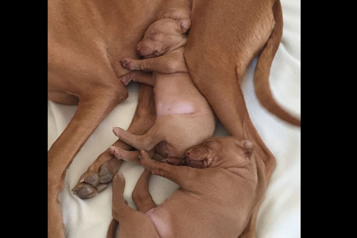 Pharaoh Hound Puppies breeder image 2